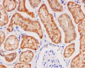Immunohistochemistry (Formalin/PFA-fixed paraffin-embedded sections) - Anti-Glutathione Peroxidase 4 antibody [EPNCIR144] - BSA and Azide free (AB219592), expandable thumbnail
