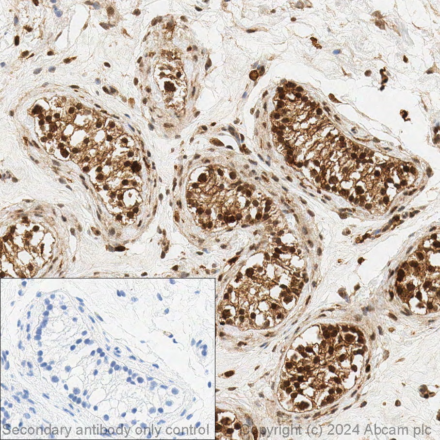 Immunohistochemistry (Formalin/PFA-fixed paraffin-embedded sections) - Anti-Glutathione Peroxidase 4 antibody [EPNCIR144] - BSA and Azide free (ab219592), expandable thumbnail