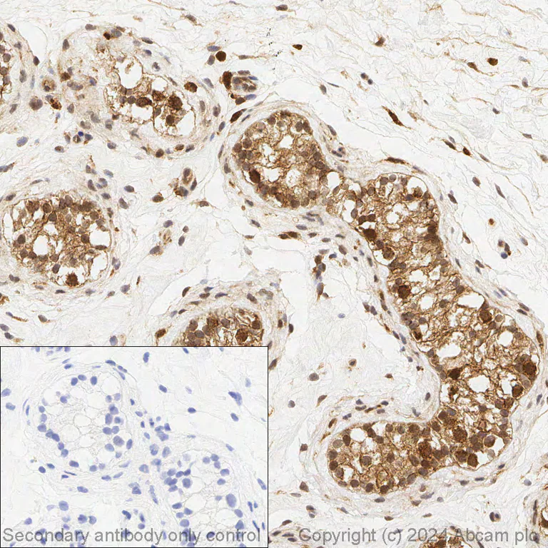 Immunohistochemistry (Formalin/PFA-fixed paraffin-embedded sections) - Anti-Glutathione Peroxidase 4 antibody [EPNCIR144] - BSA and Azide free (AB219592)