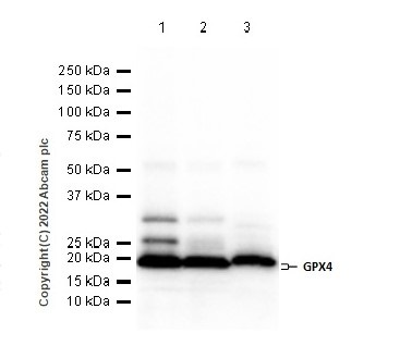 Western blot - Anti-Glutathione Peroxidase 4 antibody [EPNCIR144] - BSA and Azide free (ab219592), expandable thumbnail