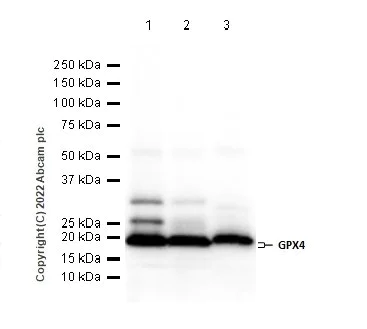 Western blot - Anti-Glutathione Peroxidase 4 antibody [EPNCIR144] - BSA and Azide free (AB219592)