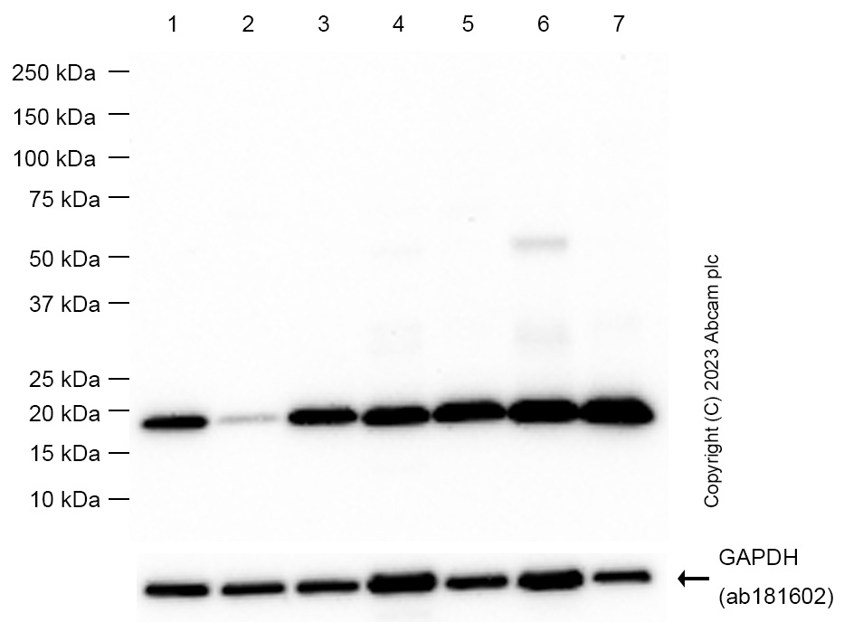 Western blot - Anti-Glutathione Peroxidase 4 antibody [EPNCIR144] - BSA and Azide free (ab219592), expandable thumbnail