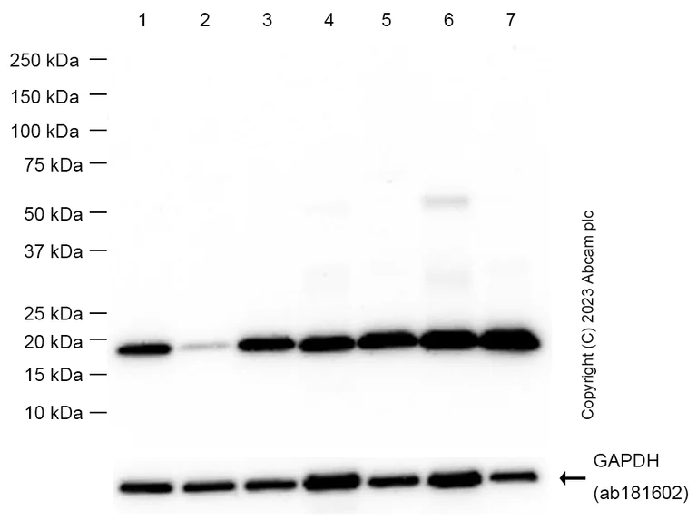Western blot - Anti-Glutathione Peroxidase 4 antibody [EPNCIR144] - BSA and Azide free (AB219592)