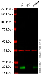 Western blot - Anti-Glutathione Peroxidase 4 antibody [EPNCIR144] - BSA and Azide free (AB219592), expandable thumbnail