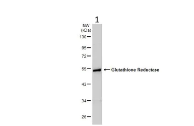Western blot - Anti-Glutathione Reductase antibody (AB137513)