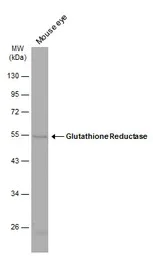 Western blot - Anti-Glutathione Reductase antibody (AB137513)
