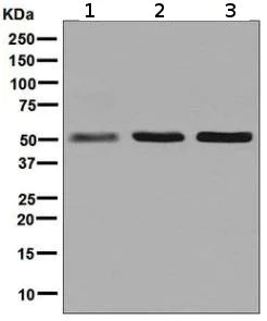 Western blot - Anti-Glutathione Reductase antibody [EPR7237] (AB128933)