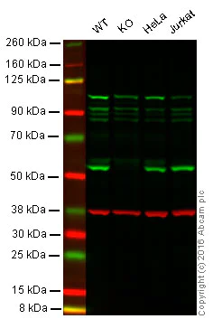 Western blot - Anti-Glutathione Reductase antibody [EPR7237] - BSA and Azide free (AB244234)