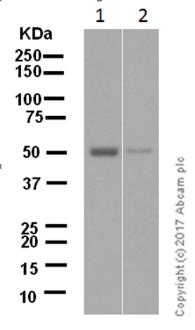 Anti-Glutathione Reductase antibody [EPR7238] (ab124995)