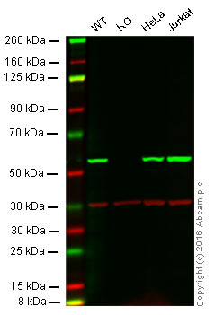 Western blot - Anti-Glutathione Reductase antibody [EPR7238] (AB124995)