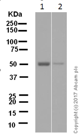 Western blot - Anti-Glutathione Reductase antibody [EPR7238] - BSA and Azide free (AB244233)