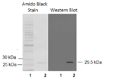 Western blot - Anti-Glutathione S Transferase mu antibody (AB53942), expandable thumbnail
