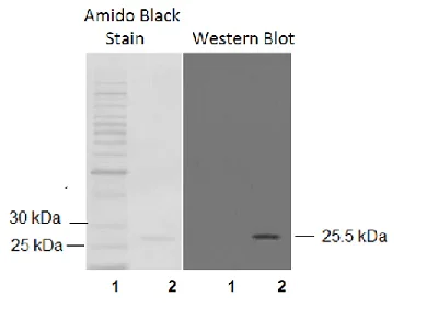 Western blot - Anti-Glutathione S Transferase mu antibody (AB53942)