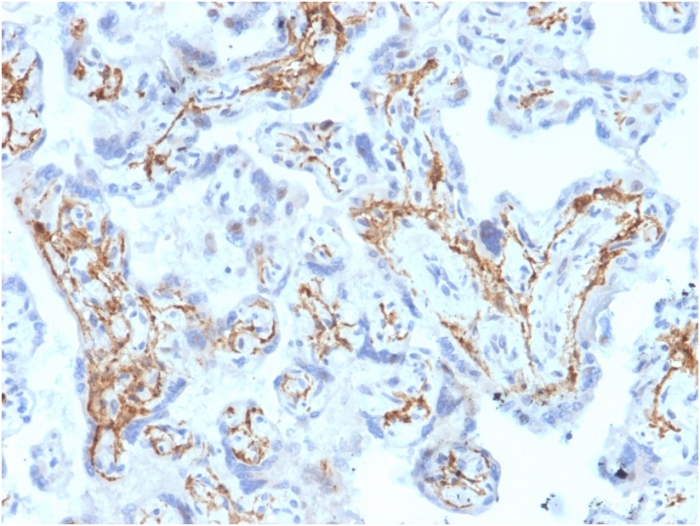 Immunohistochemistry (Formalin/PFA-fixed paraffin-embedded sections) - Anti-Glutathione S Transferase mu antibody [CPTC-GSTMu1-3] - BSA and Azide free (AB268190)