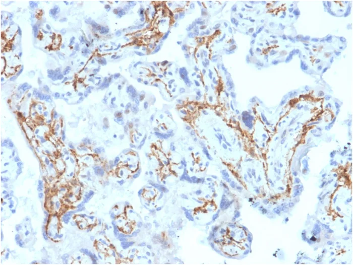 Immunohistochemistry (Formalin/PFA-fixed paraffin-embedded sections) - Anti-Glutathione S Transferase mu antibody [CPTC-GSTMu1-3] - BSA and Azide free (AB268190)