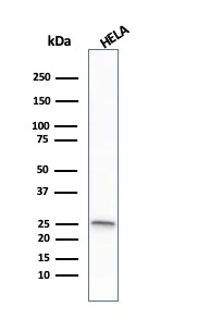 Western blot - Anti-Glutathione S Transferase mu antibody [CPTC-GSTMu1-3] - BSA and Azide free (AB268190)