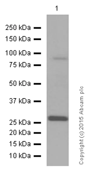 Western blot - Anti-Glutathione S Transferase mu antibody [EPR1936(2)] - BSA and Azide free (AB247682)