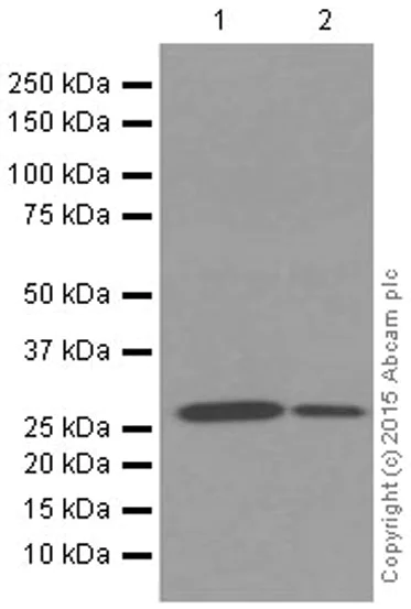 Western blot - Anti-Glutathione S Transferase mu antibody [EPR1936(2)] - BSA and Azide free (AB247682)