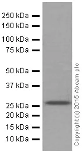 Western blot - Anti-Glutathione S Transferase mu antibody [EPR1936(2)] - BSA and Azide free (AB247682)
