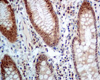 Immunohistochemistry (Formalin/PFA-fixed paraffin-embedded sections) - Anti-glutathione S transferase Omega 1/p28 antibody [EPR8370(B)] (AB129106), expandable thumbnail
