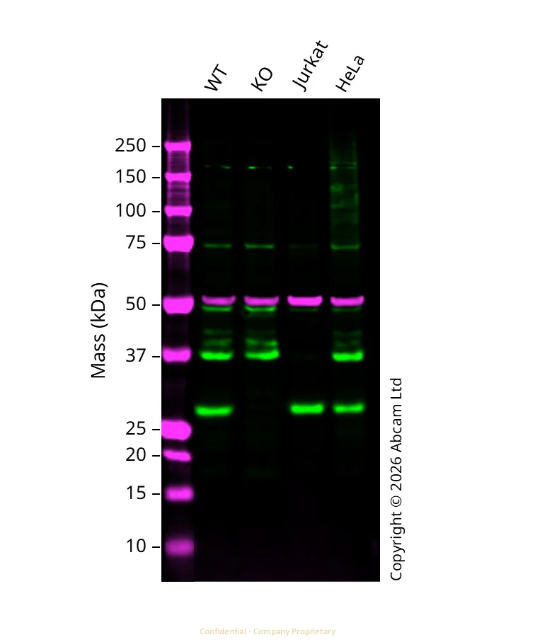 Western blot - Anti-glutathione S transferase Omega 1/p28 antibody [EPR8370(B)] (AB129106)