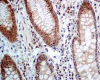 Immunohistochemistry (Formalin/PFA-fixed paraffin-embedded sections) - Anti-glutathione S transferase Omega 1/p28 antibody [EPR8370(B)] - BSA and Azide free (AB248304)