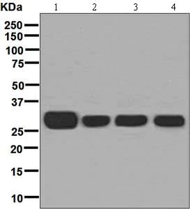 Western blot - Anti-glutathione S transferase Omega 1/p28 antibody [EPR8370(B)] - BSA and Azide free (AB248304)