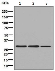 Western blot - Anti-glutathione S transferase Omega 1/p28 antibody [EPR8371(B)] - BSA and Azide free (AB248395), expandable thumbnail