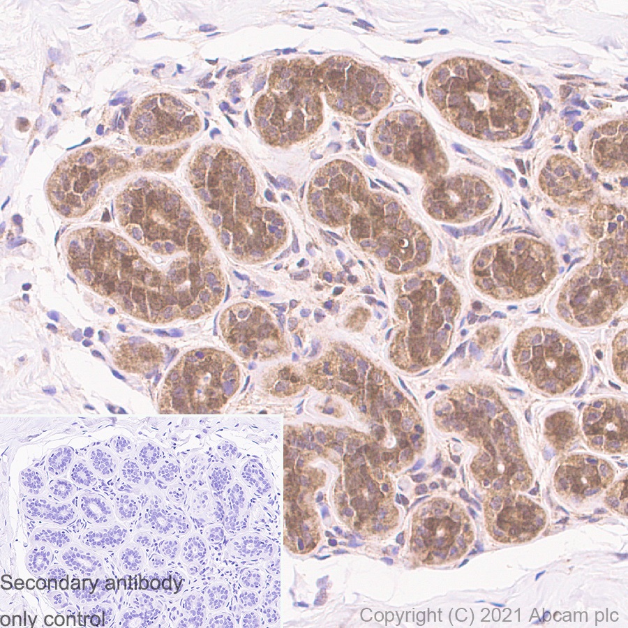 Immunohistochemistry (Formalin/PFA-fixed paraffin-embedded sections) - Anti-Glutathione Synthetase antibody [EPR6562] - BSA and Azide free (AB248015), expandable thumbnail