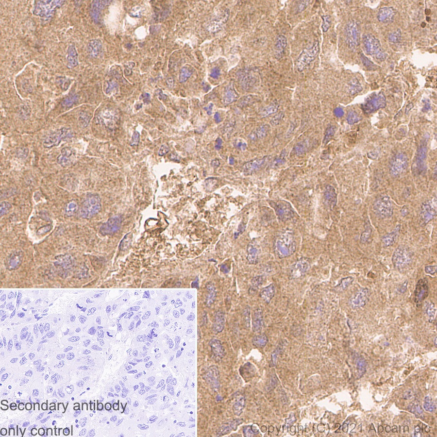 Immunohistochemistry (Formalin/PFA-fixed paraffin-embedded sections) - Anti-Glutathione Synthetase antibody [EPR6562] - BSA and Azide free (AB248015), expandable thumbnail