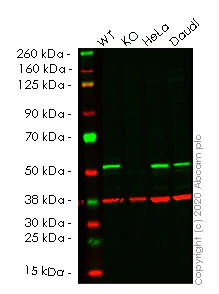 Western blot - Anti-Glutathione Synthetase antibody [EPR6562] - BSA and Azide free (AB248015)