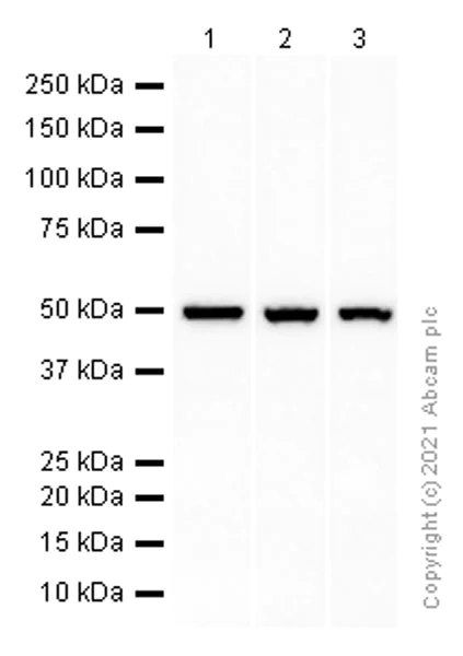 Western blot - Anti-Glutathione Synthetase antibody [EPR6562] - BSA and Azide free (AB248015)