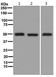 Western blot - Anti-Glutathione Synthetase antibody [EPR6563] (AB133592), expandable thumbnail