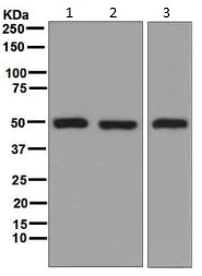 Western blot - Anti-Glutathione Synthetase antibody [EPR6563] (AB133592)