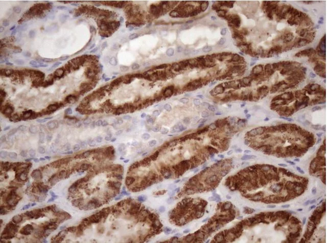 Immunohistochemistry (Formalin/PFA-fixed paraffin-embedded sections) - Anti-GLYAT/GAT antibody [OTI4D1] (AB279369)