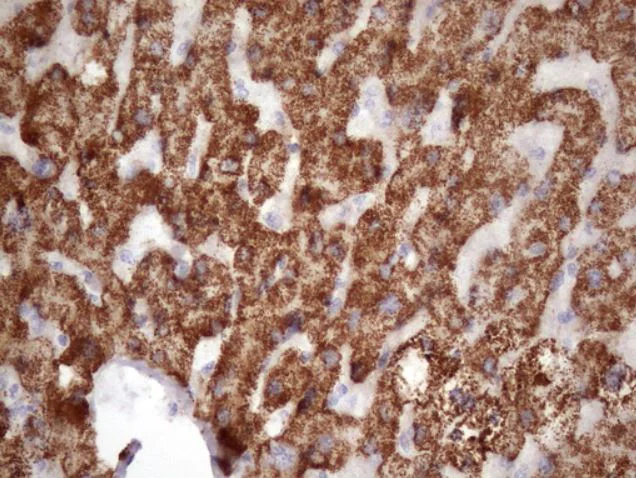 Immunohistochemistry (Formalin/PFA-fixed paraffin-embedded sections) - Anti-GLYAT/GAT antibody [OTI4D1] (AB279369)