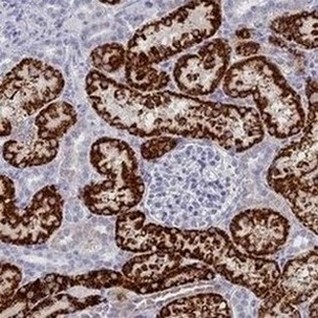 Immunohistochemistry (Formalin/PFA-fixed paraffin-embedded sections) - Anti-GLYATL1 antibody (AB187859)