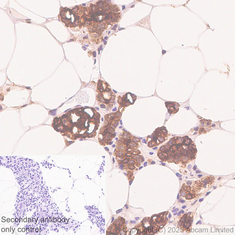 Immunohistochemistry (Formalin/PFA-fixed paraffin-embedded sections) - Anti-Glycam1 antibody [EPR30103-507] (AB324912)