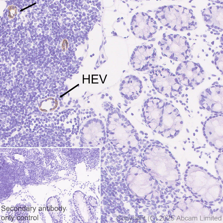Immunohistochemistry (Formalin/PFA-fixed paraffin-embedded sections) - Anti-Glycam1 antibody [EPR30103-507] (AB324912)