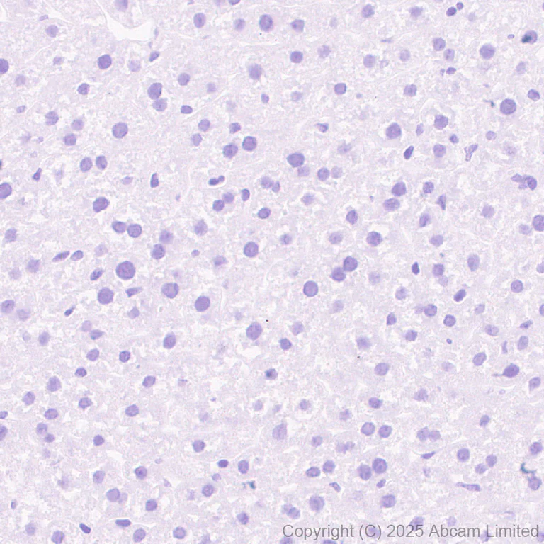 Immunohistochemistry (Formalin/PFA-fixed paraffin-embedded sections) - Anti-Glycam1 antibody [EPR30103-507] (AB324912)