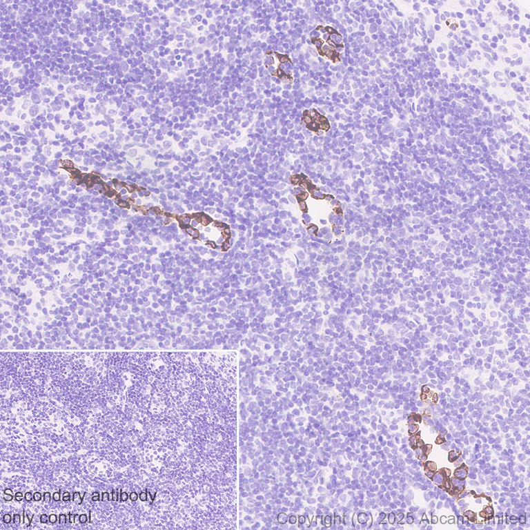 Immunohistochemistry (Formalin/PFA-fixed paraffin-embedded sections) - Anti-Glycam1 antibody [EPR30103-507] (AB324912)