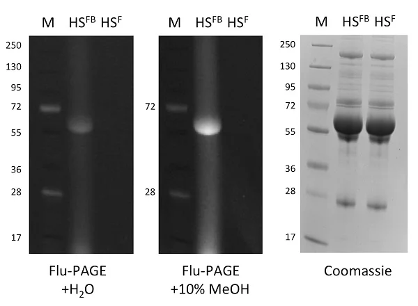 Functional Studies - Glycated Protein Assay Kit (AB219802)