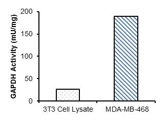 Functional Studies - Glyceraldehyde 3 Phosphate Dehydrogenase Activity Assay Kit (Colorimetric) (AB204732)