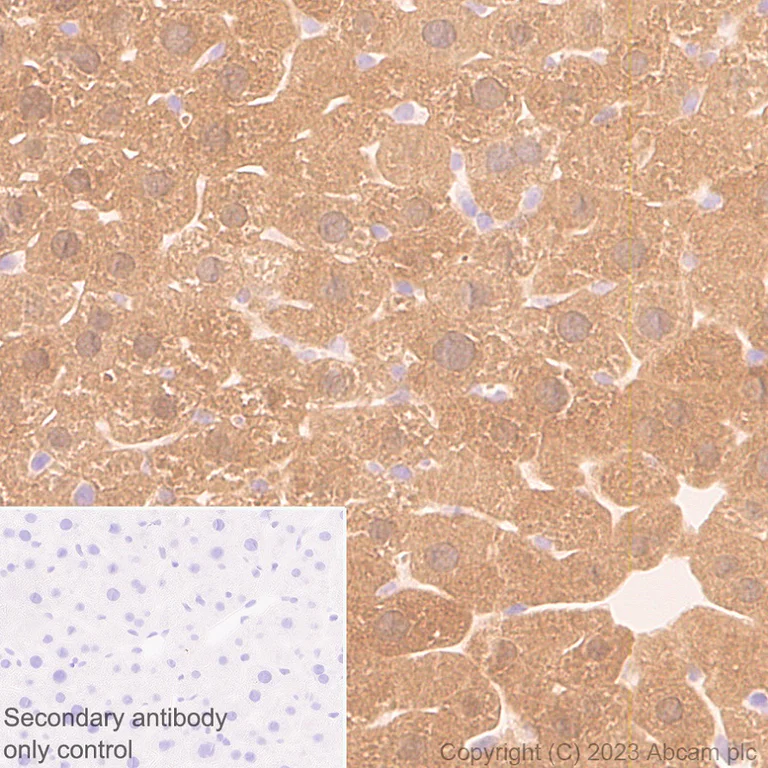 Immunohistochemistry (Formalin/PFA-fixed paraffin-embedded sections) - Anti-Glycerol 3 Phosphate Dehydrogenase antibody [EPR25996-4] (AB313871)