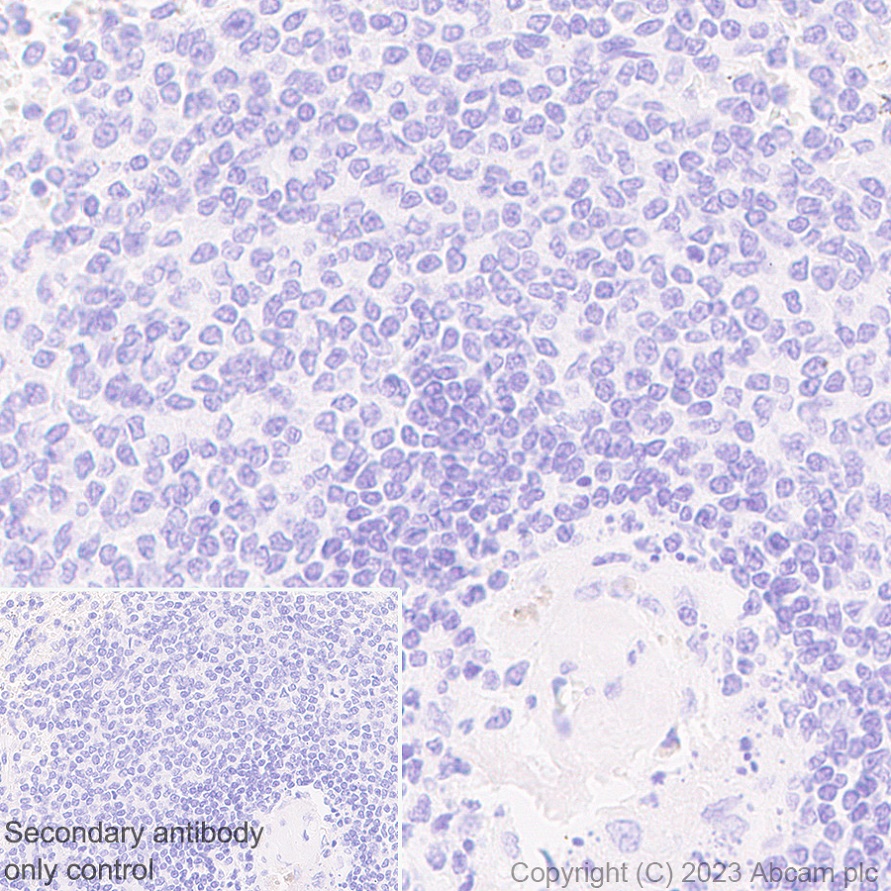 Immunohistochemistry (Formalin/PFA-fixed paraffin-embedded sections) - Anti-Glycerol 3 Phosphate Dehydrogenase antibody [EPR25996-4] (AB313871)