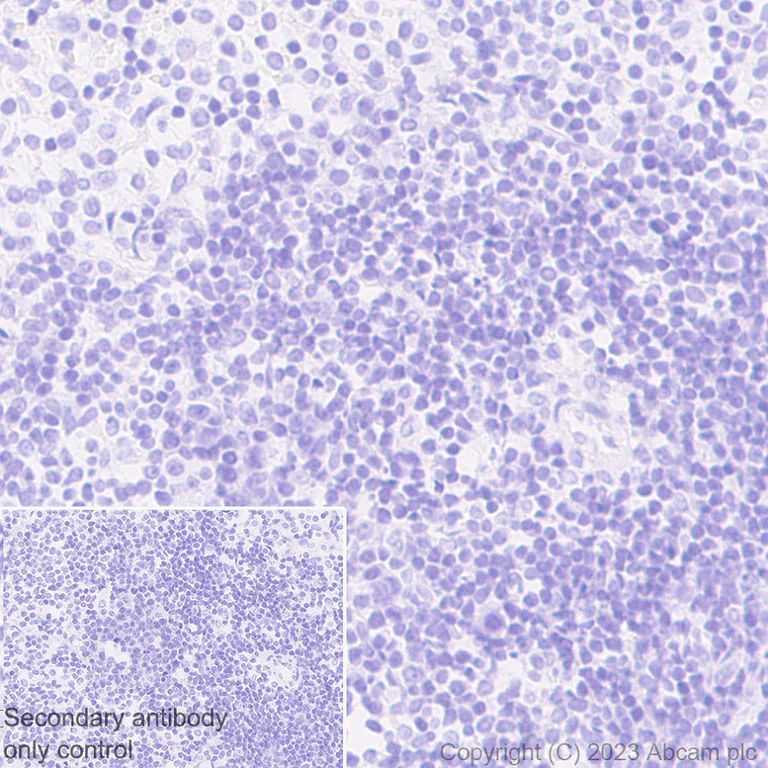 Immunohistochemistry (Formalin/PFA-fixed paraffin-embedded sections) - Anti-Glycerol 3 Phosphate Dehydrogenase antibody [EPR25996-4] (AB313871)
