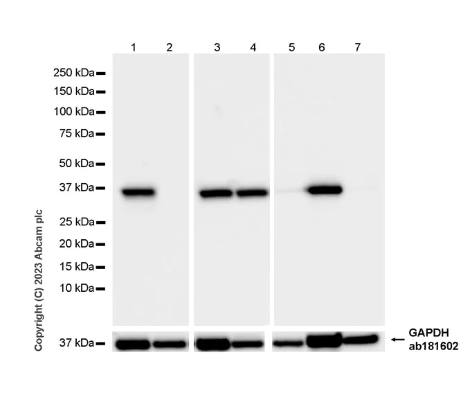 Western blot - Anti-Glycerol 3 Phosphate Dehydrogenase antibody [EPR25996-4] (AB313871)