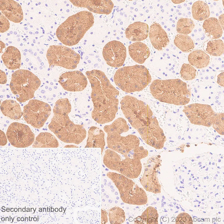 Immunohistochemistry (Formalin/PFA-fixed paraffin-embedded sections) - Anti-Glycerol 3 Phosphate Dehydrogenase antibody [EPR25996-4] - BSA and Azide free (AB313872)