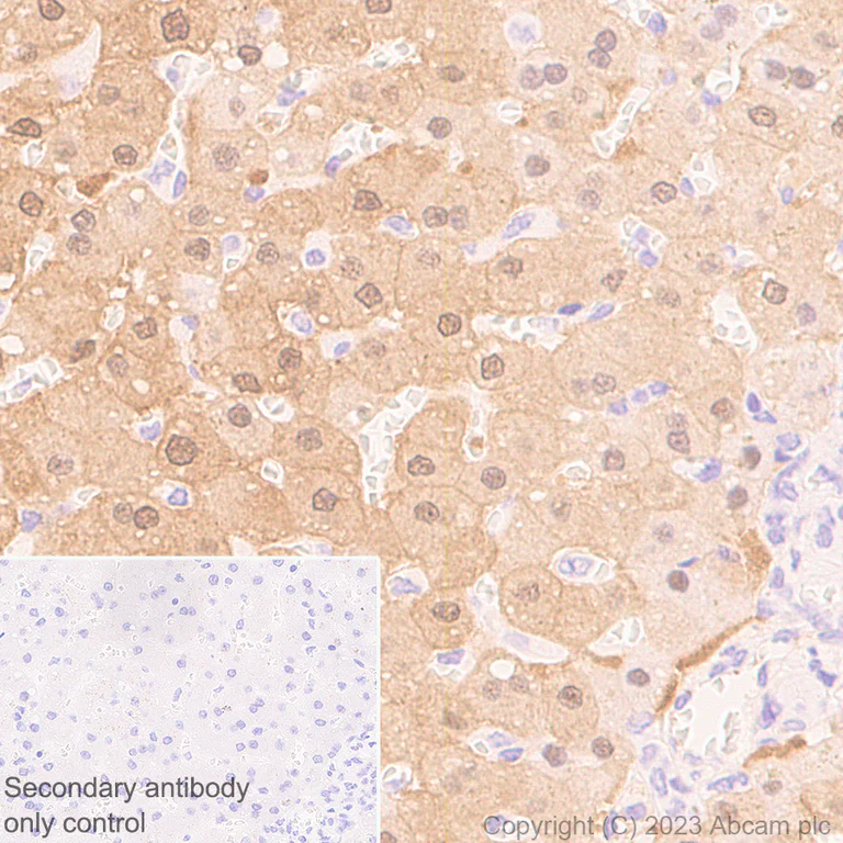 Immunohistochemistry (Formalin/PFA-fixed paraffin-embedded sections) - Anti-Glycerol 3 Phosphate Dehydrogenase antibody [EPR25996-4] - BSA and Azide free (AB313872)