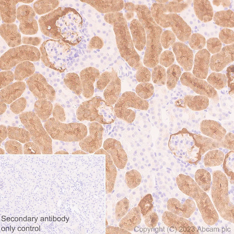 Immunohistochemistry (Formalin/PFA-fixed paraffin-embedded sections) - Anti-Glycerol 3 Phosphate Dehydrogenase antibody [EPR25996-4] - BSA and Azide free (AB313872)
